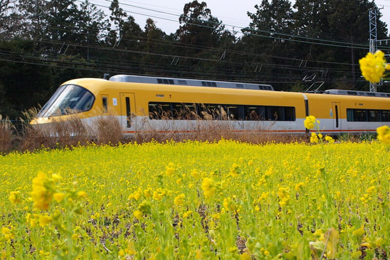The comforting view of trains sliding along through fields of rape flowers: Traces of Saikuu