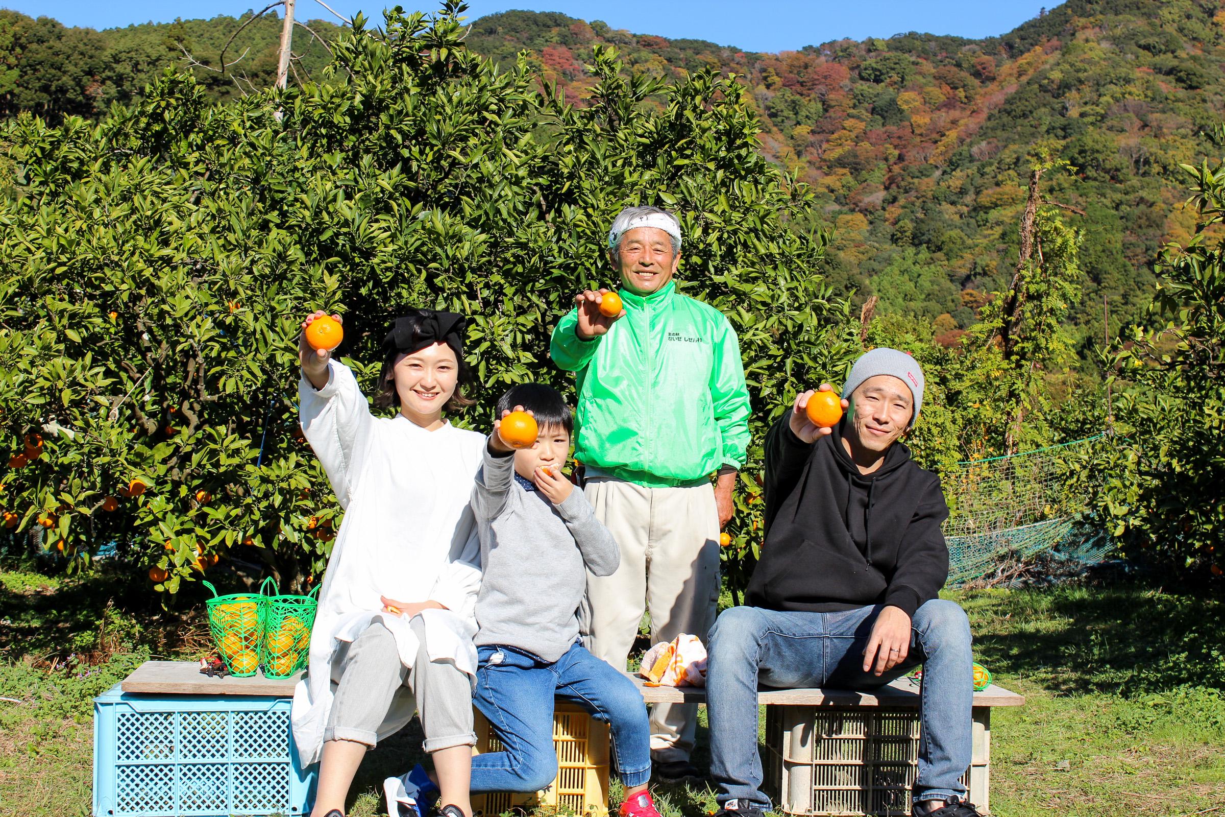 Cueillette de Mikan au village de Naizeshizen dans la ville de Minamiise ! Remplissez votre estomac de mandarines de Minamiise Town, où la douceur est condensée en petites particules !