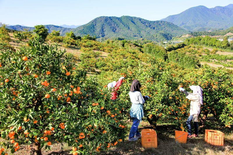 熊野的橘子产地，在金山飞行员农场采摘橘子!可以邂逅时令橘子的直销店也值得推荐♪