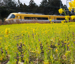 Relajante paisaje de flores de colza y trenes en las ruinas saikuu