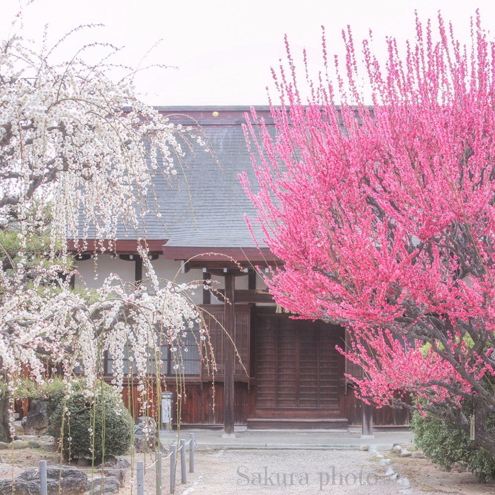 Yuki Shrine, Tsu City
