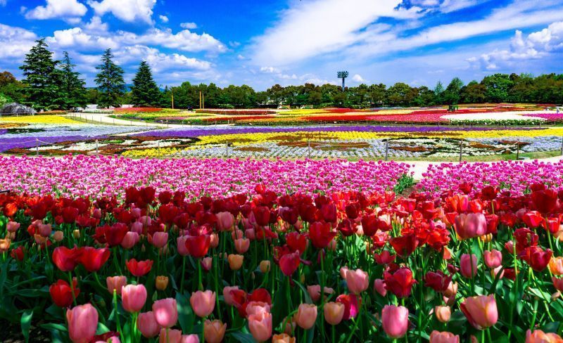 【第2天】色彩鲜艳的花朵，与魔幻空间般的灯光秀，构成一幅世界绝景！