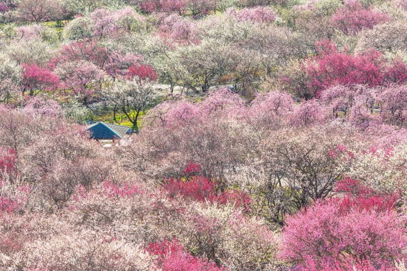Inabe Plum Grove: Spectacular Spring Scenery Rooted in Community