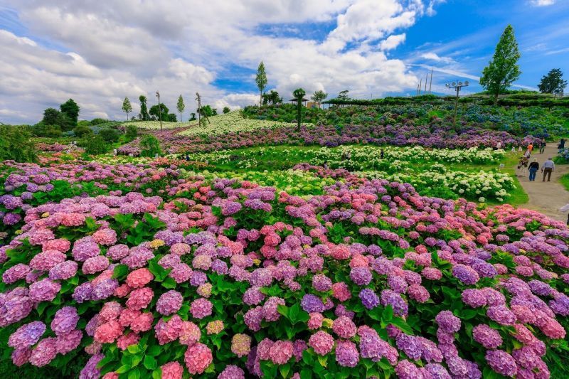 A Social Media Sensation: Find a Paradise of 77,000 Hydrangeas at Kazahaya no Sato