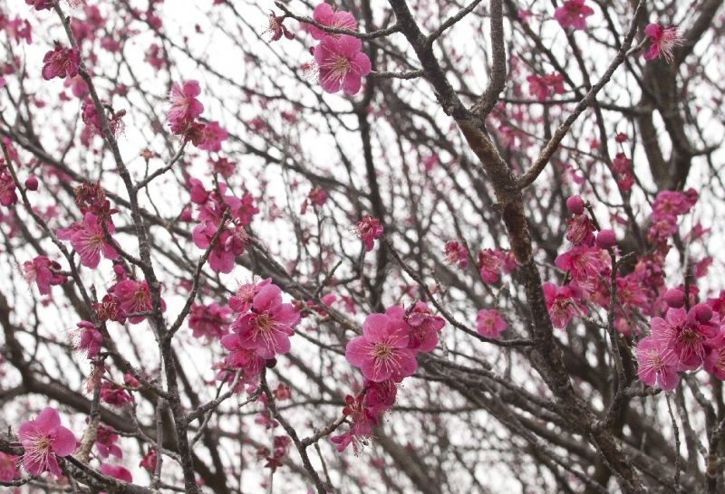 What's a Japanese plum blossom?