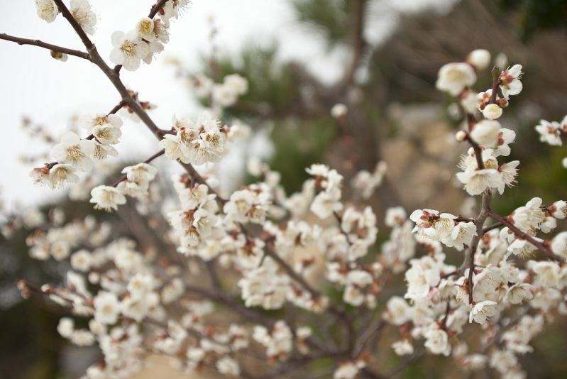 What varieties of Japanese plum blossoms are there?