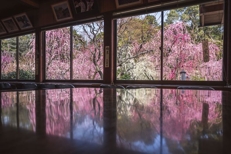  Japanese plum blossoms