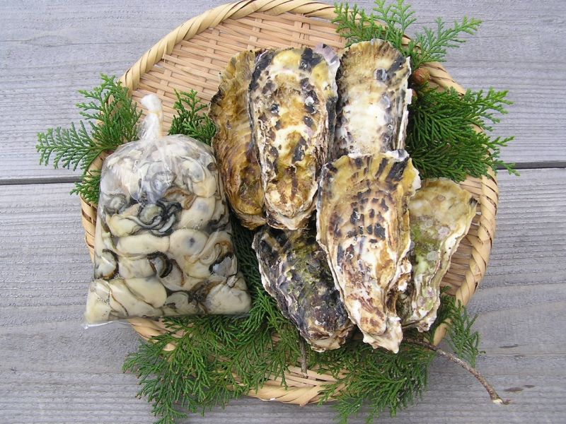 Watari Oyster from Shiraishi Lake