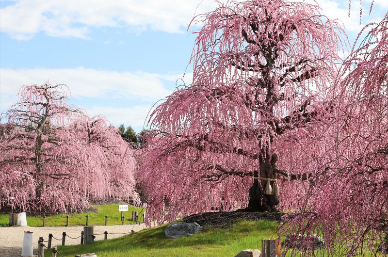 Suzuka Forest Garden—Plum Blossoms