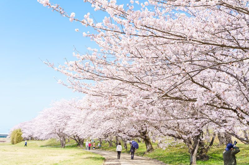 Miyagawa Tsutsumi—Cherry Blossoms