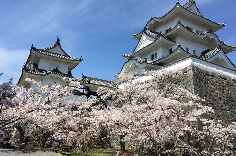 Ueno Park—Cherry Blossoms