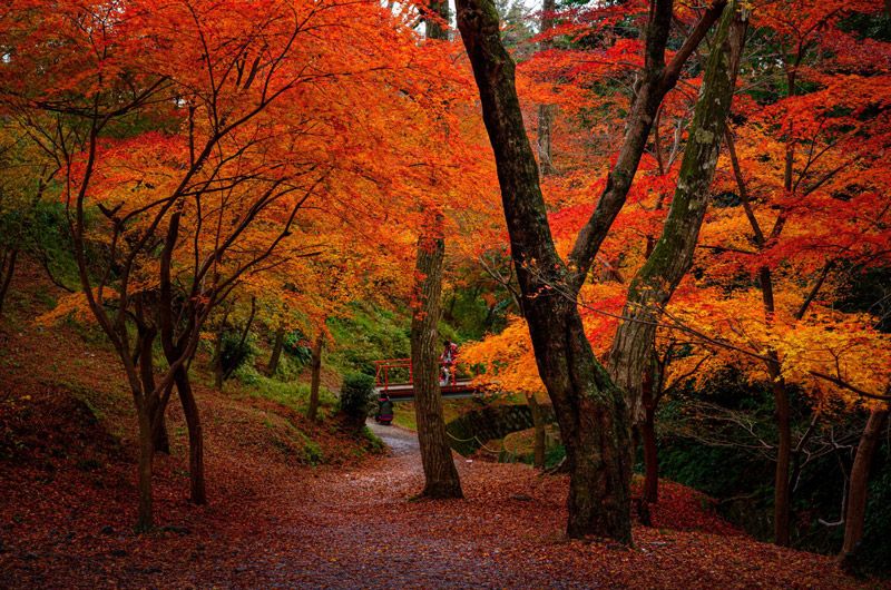 Suizawa Maple Valley—Autumn Leaves 