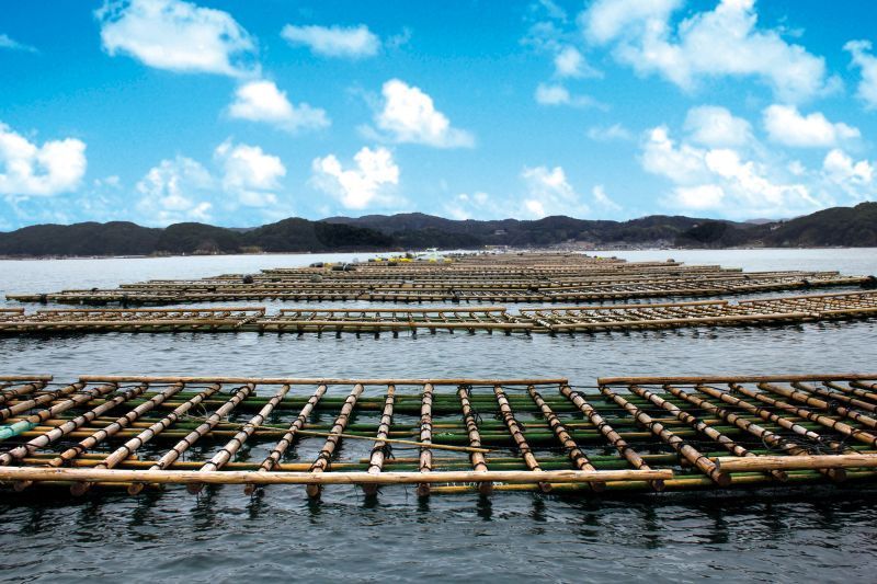 Algunas informaciones útiles sobre las ostras de Uramura y cómo comer en las cabañas de ostras.
