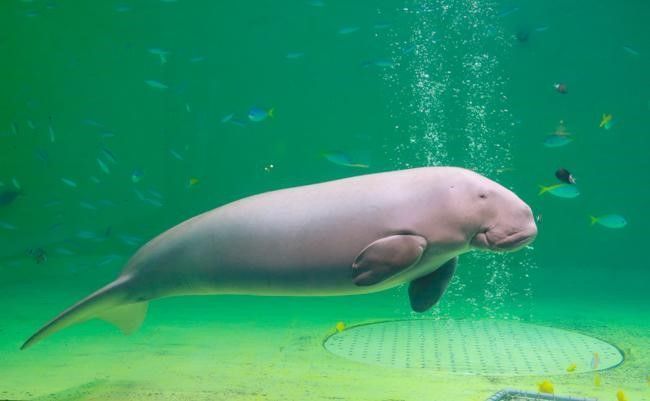 เที่ยวเพลินทั้งวันไปกับ Toba Aquarium สวรรค์ของคนรักโลกใต้น้ำ กับแหล่งรวมพันธุ์สัตว์น้ำที่มากที่สุดในญี่ปุ่น
