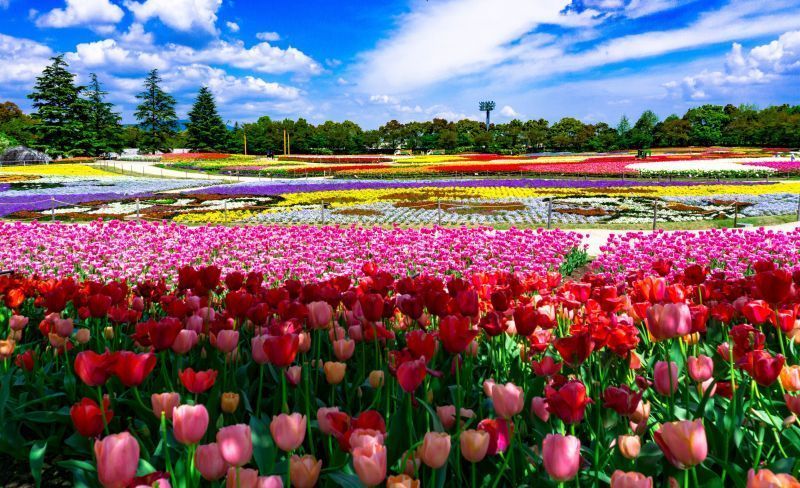 【第2天】色彩鮮艷的花朵，與魔幻空間般的燈飾，構成一幅世界絕景！