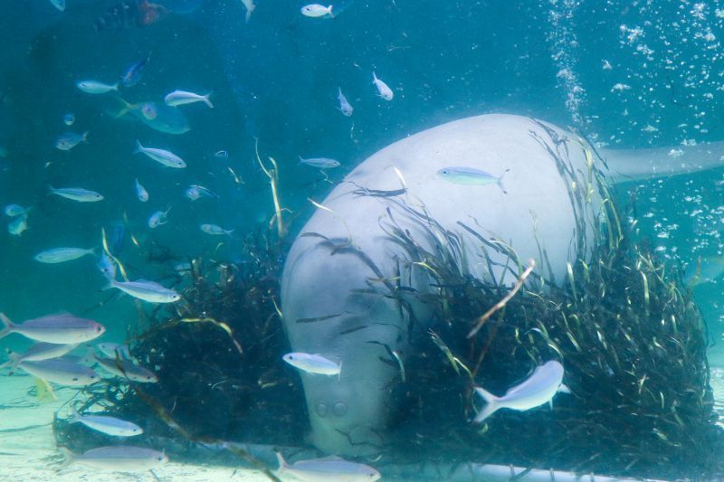 歡迎光臨！養殖種類日本第一的「鳥羽水族館」，把自己當一條魚，與1200種珍稀、可愛、療癒的水中生物一起玩樂吧！