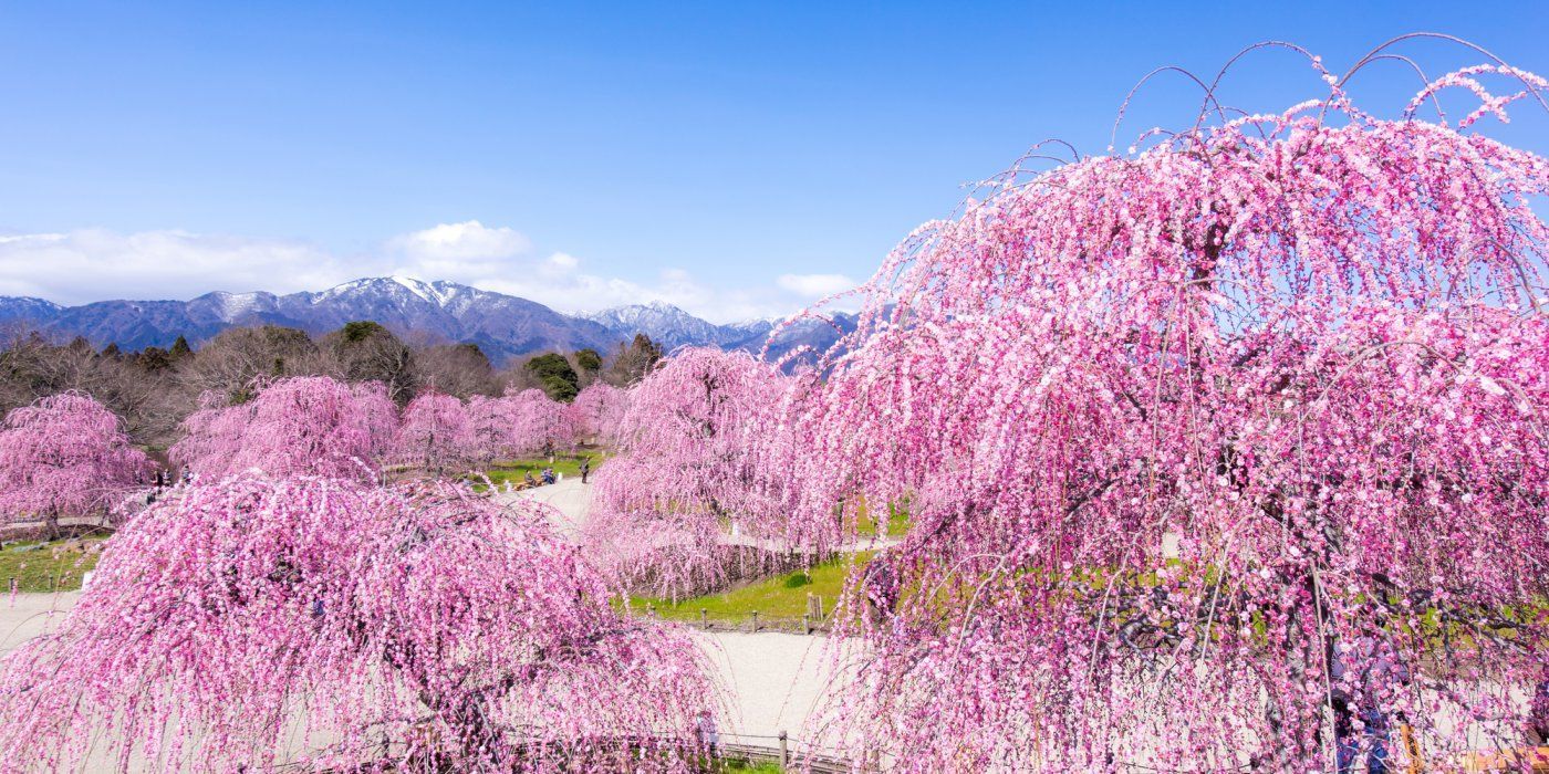 鈴鹿之森庭園