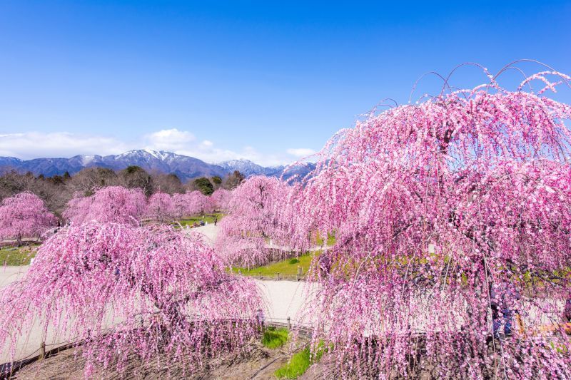 鈴鹿之森庭園