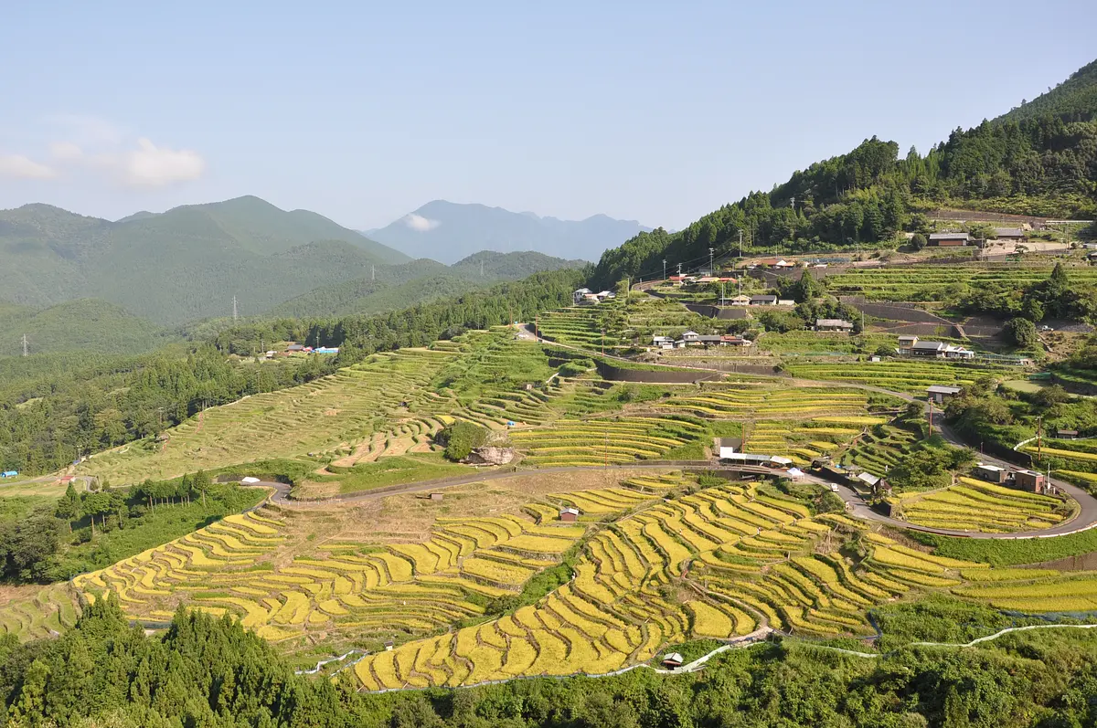 丸山千枚田（秋）