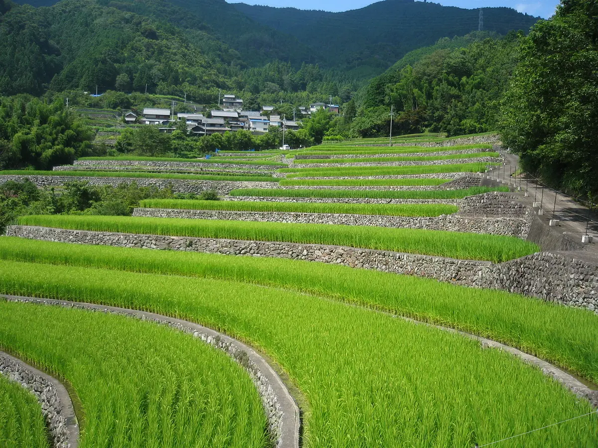深野だんだん田