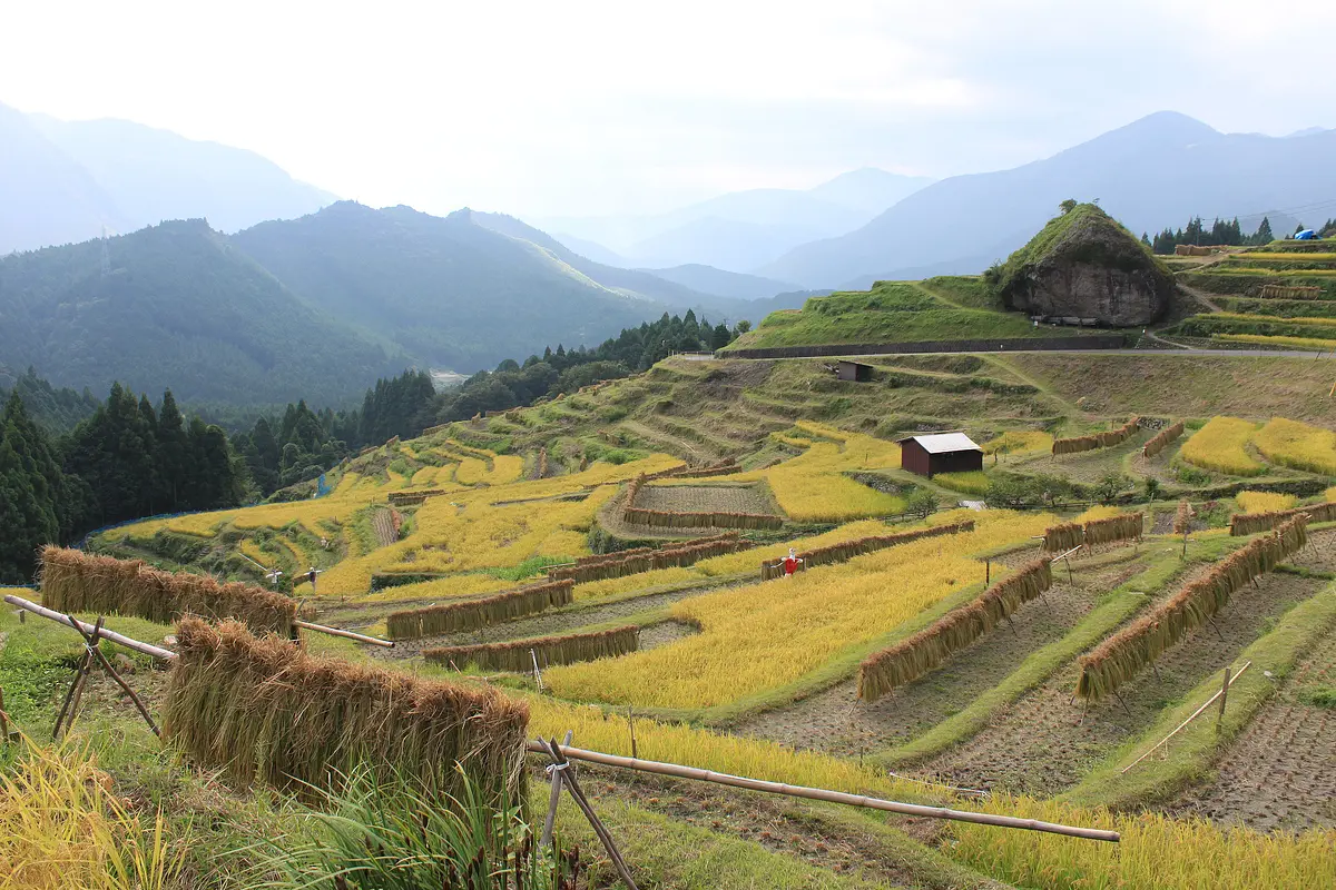 丸山千枚田（刈り取り）