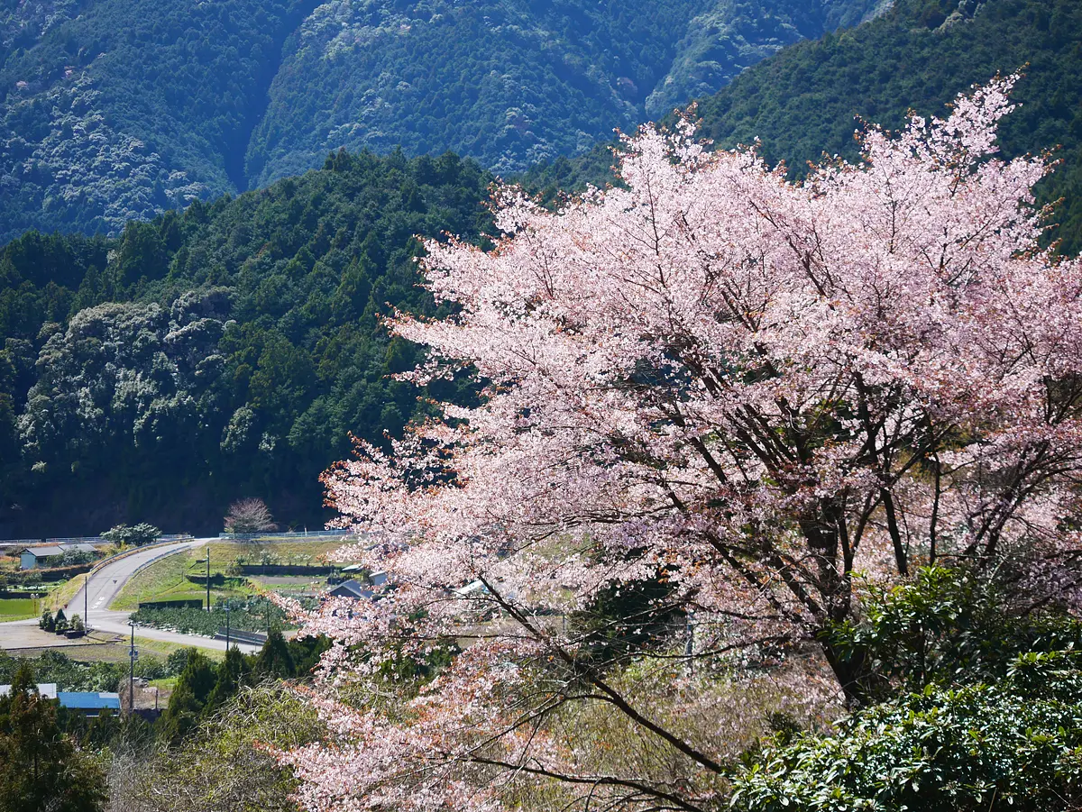 上野のクマノザクラ