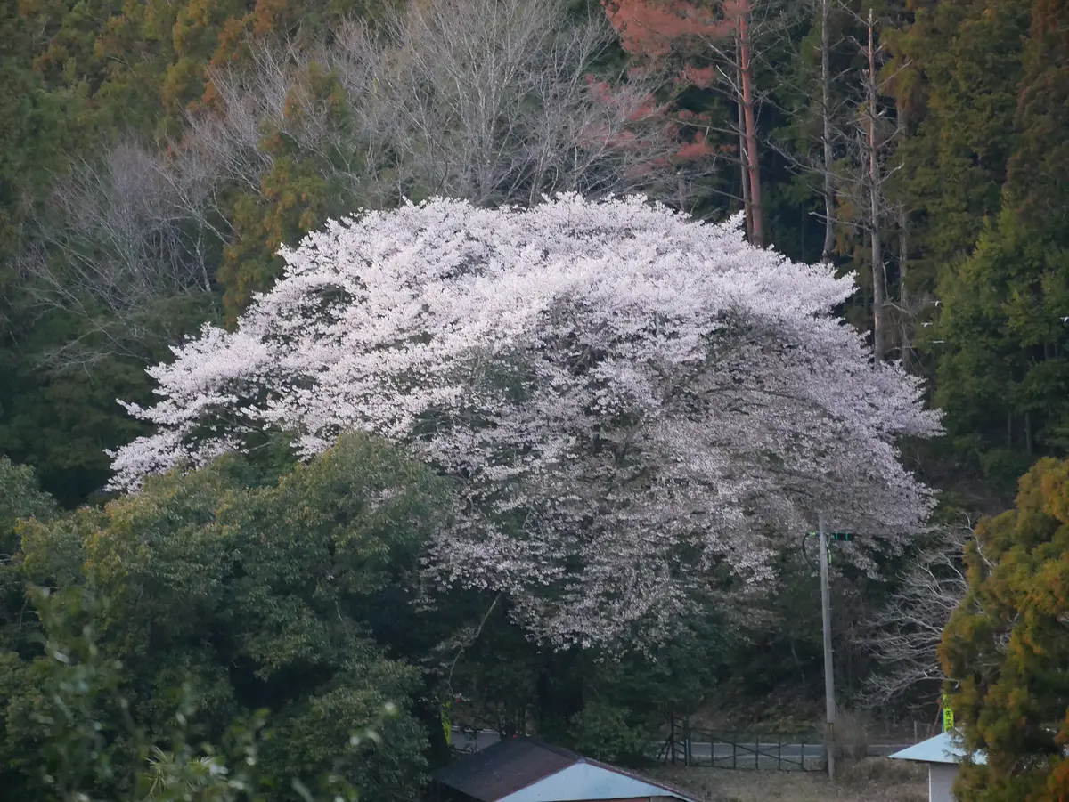 赤木桜