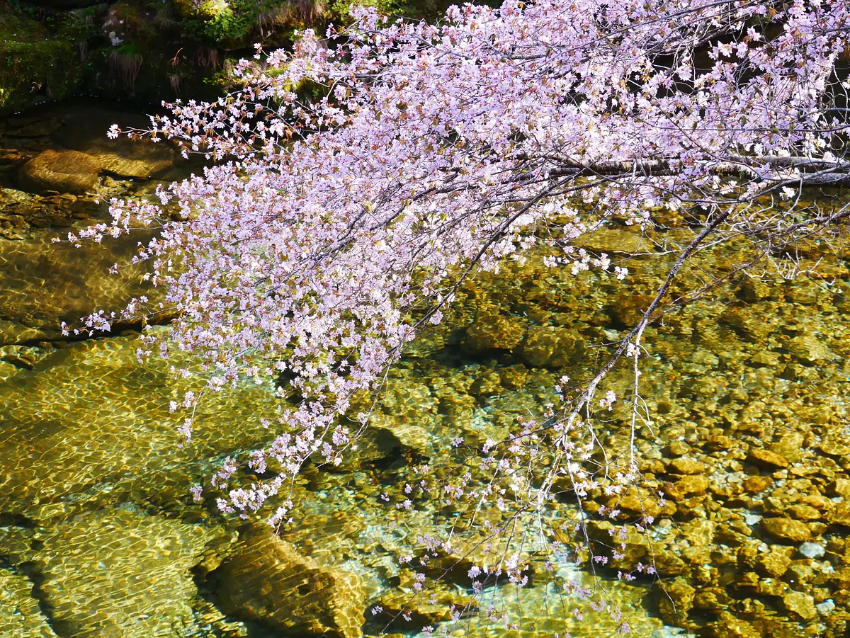 大又トンネル西