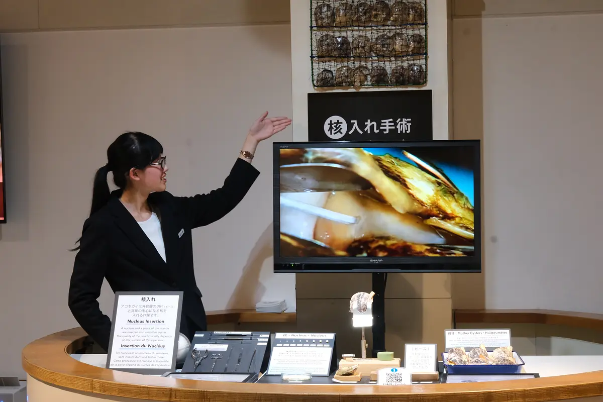 真珠の核入れ