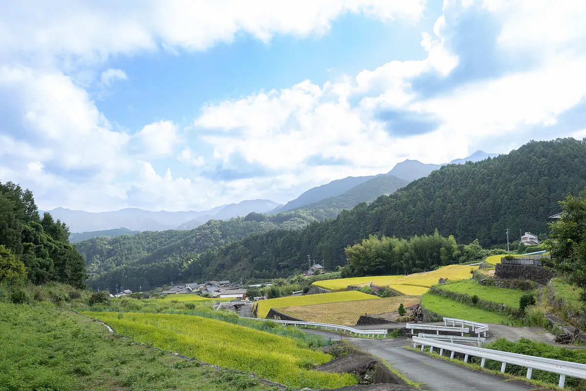 深野のだんだん田