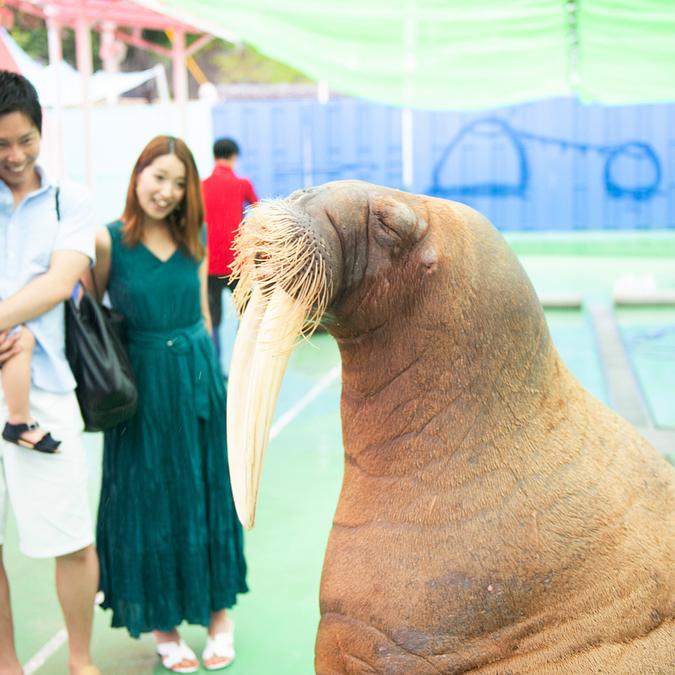 伊勢シーパラダイスで新エリアOPEN！愛嬌たっぷりの海獣たちと距離感