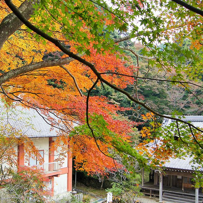 新大仏寺は「穴場紅葉スポット」！ 境内を美しく染め上げる紅葉を堪能