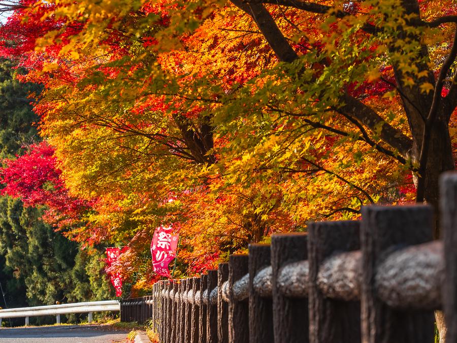 見頃間近🍁三重県四日市市の「水沢もみじ谷」紅葉の絶景をお楽しみ