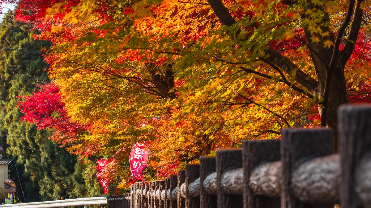 見頃間近🍁三重県四日市市の「水沢もみじ谷」紅葉の絶景をお楽しみ