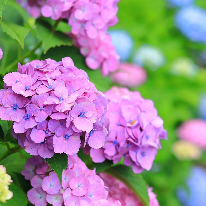 梅雨の季節は紫陽花を求めて！！2026年は三重県北中部の紫陽花スポット