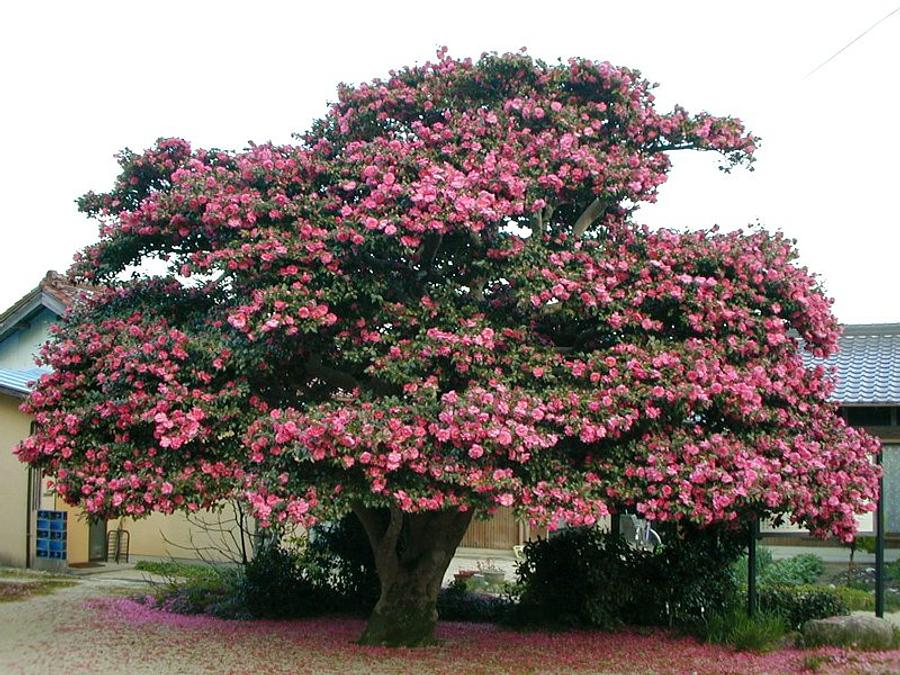三重県の椿・山茶花の名所特集！ 晩秋から春にかけて楽しめる椿