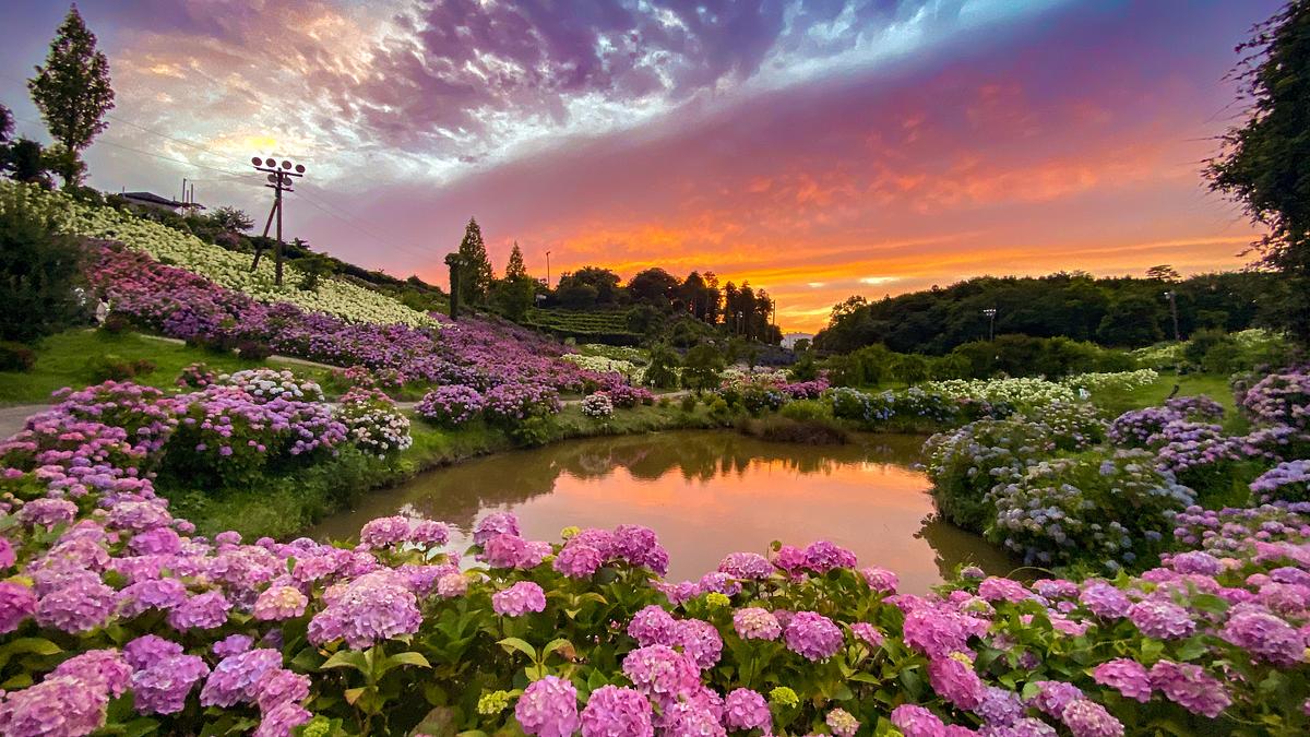 2026年最新】亀山公園菖蒲園の密集して咲く花しょうぶ ＆ 津市「かざは