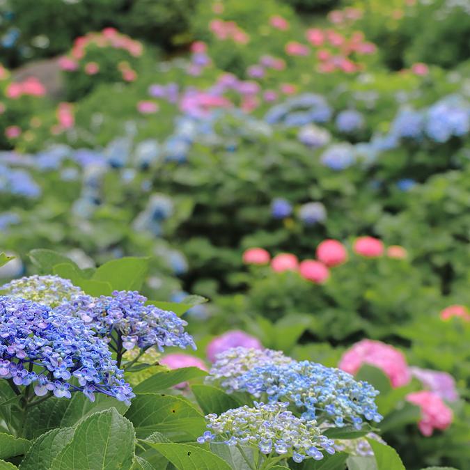2025年梅雨の紫陽花を求めて！”【三重県亀山市・鈴鹿市・東員町 彩る