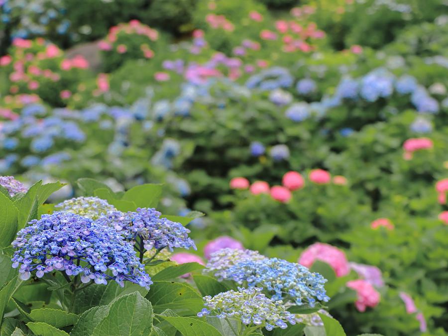 2025年梅雨の紫陽花を求めて！”【三重県亀山市・鈴鹿市・東員町 彩る