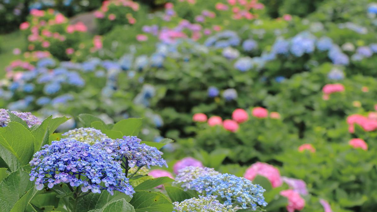 2025年梅雨の紫陽花を求めて！”【三重県亀山市・鈴鹿市・東員町 彩る
