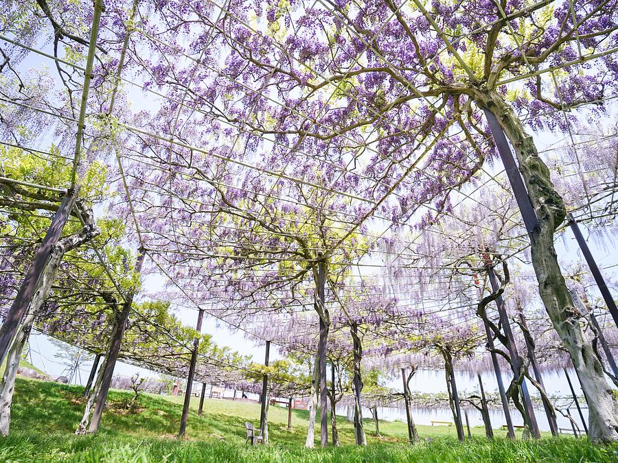 鏨廼花(たがねのはな) 明治37年発行の原本 FLOWERS』、北京で初開催決定 ネイキッドの人気体験型アート展『NAKED アート・デザイン・音楽