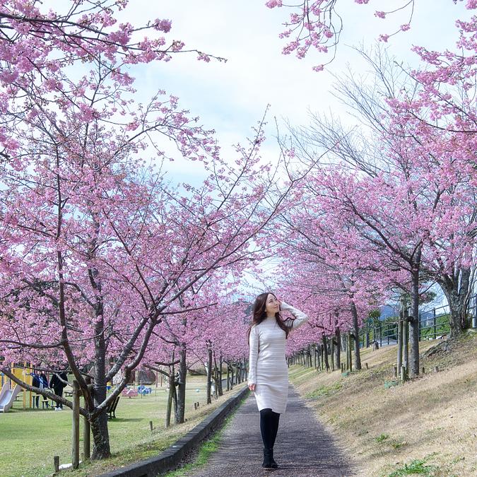 河津桜が見頃「宮リバー度会パーク」お花見ガイド | 観光三重(かんこう