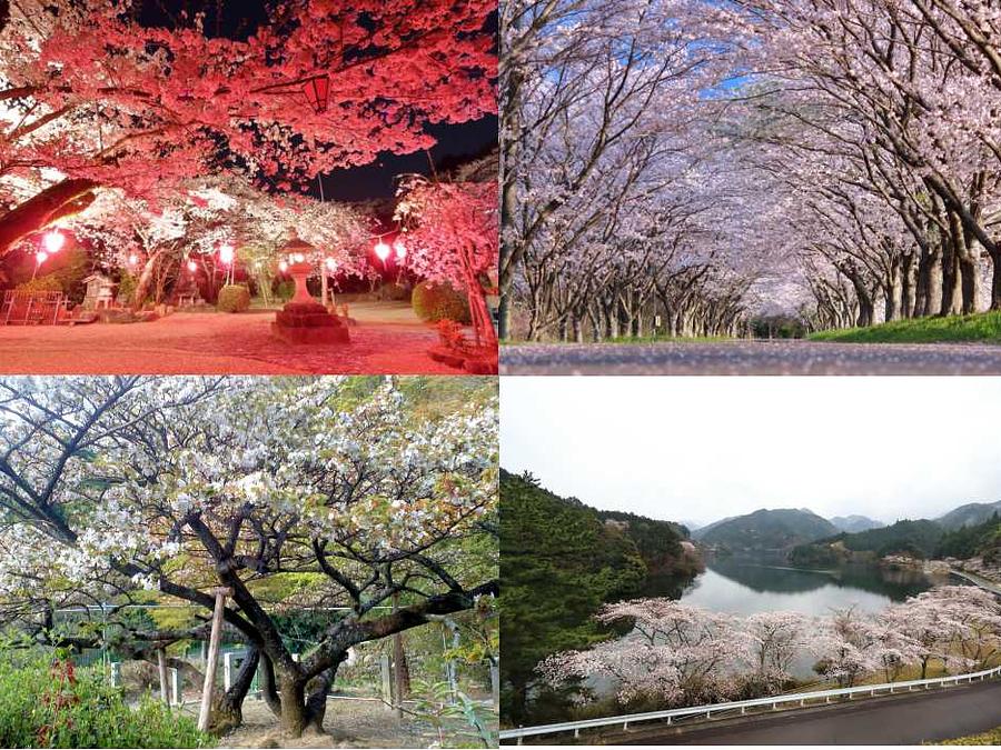 芸濃町桜スポット.jpg