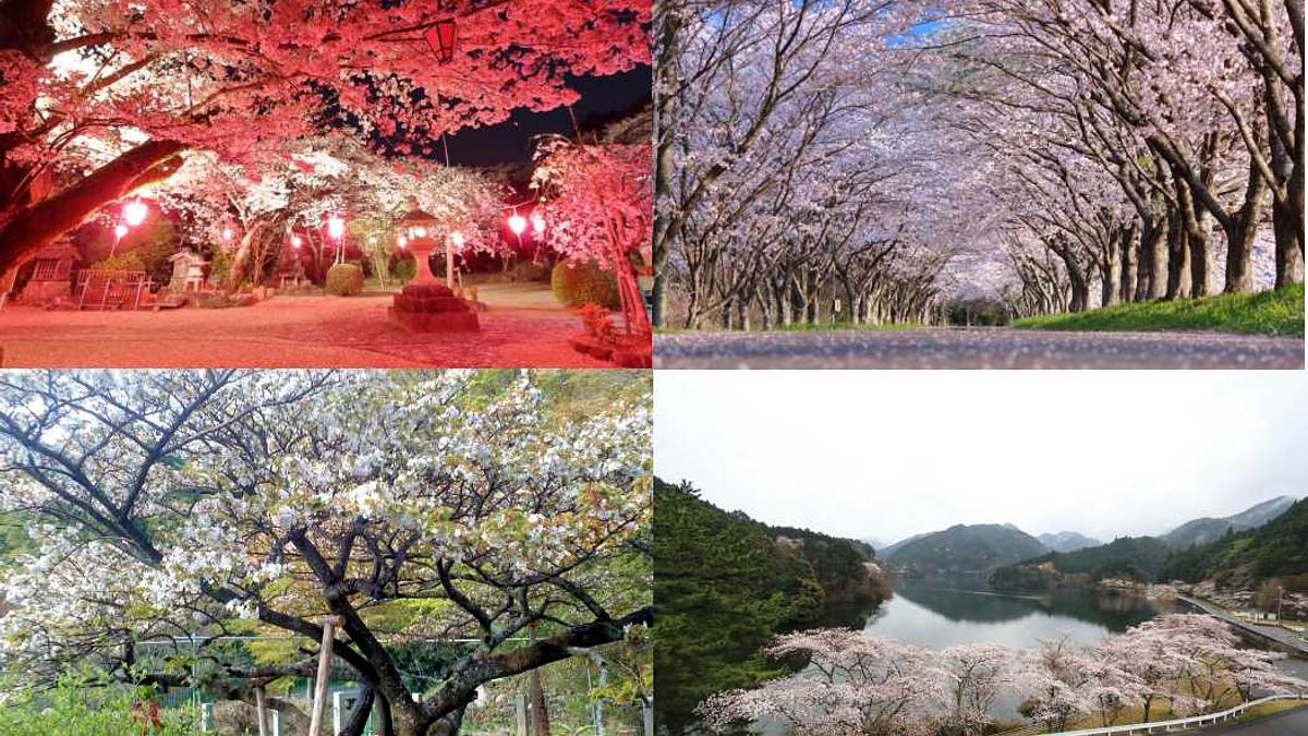 芸濃町桜スポット.jpg