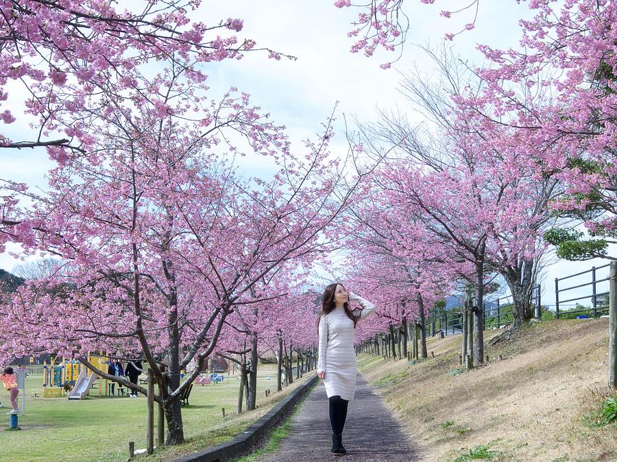 河津桜が見頃「宮リバー度会パーク」お花見ガイド | 観光三重(かんこう