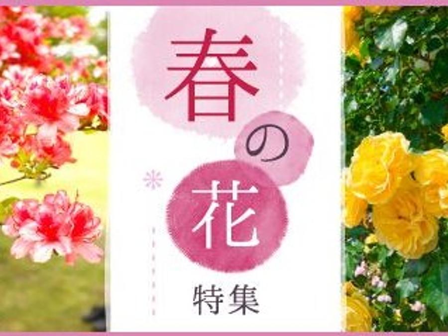 ネモフィラ・つつじ・藤・ ぼたん・バラ・ミズバショウ 三重の『春