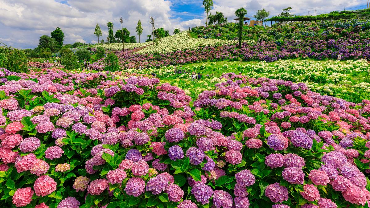 2026最新】かざはやの里の紫陽花の見頃はいつ？開花状況と見どころを