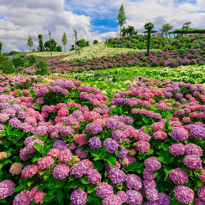 紫陽花　花が20輪前後 2026最新】かざはやの里の紫陽花の見頃はいつ？開花状況と見どころを