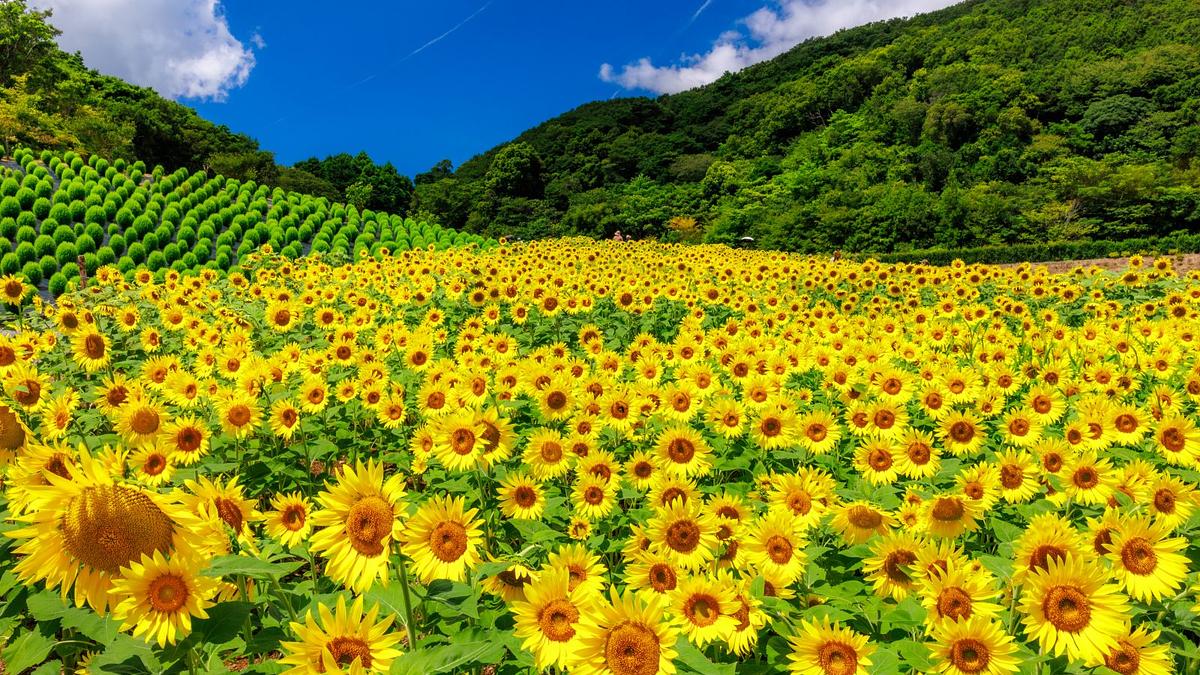 2024年7月1日最新】三重県のひまわりの名所を見頃情報とともに紹介し
