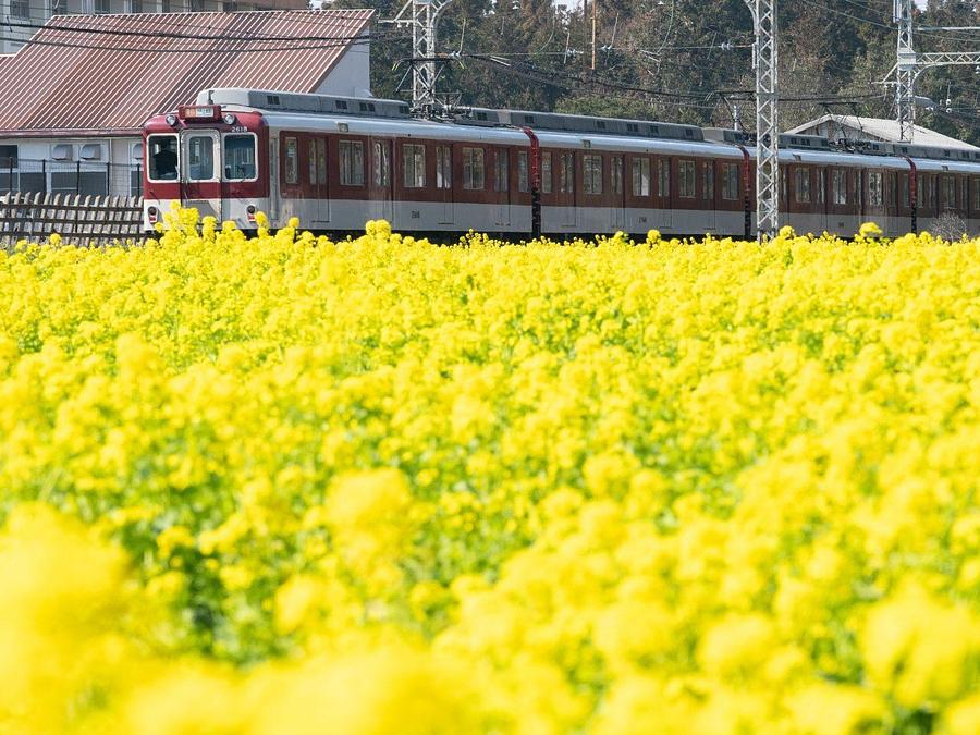 2026年版】三重県の菜の花畑をご紹介！菜の花が楽しめるスポット6選